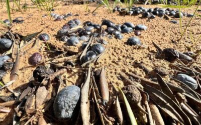 El campo de Jaén exige el “módulo cero” para una campaña en la que producir un aceite ha costado un 25% más de lo que se paga en origen
