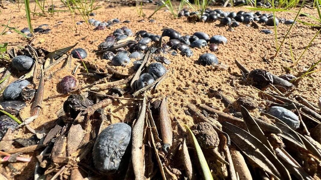 El campo de Jaén exige el “módulo cero” para una campaña en la que producir un aceite ha costado un 25% más de lo que se paga en origen