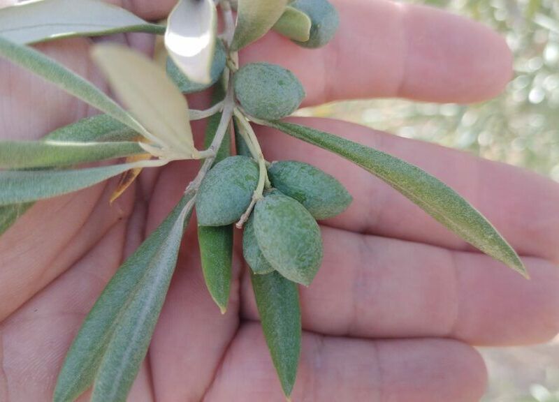 aceitunas de secano estrés térmico