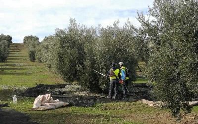 La banalización del aceite empobrece al olivarero español y enriquece a la industria exportadora