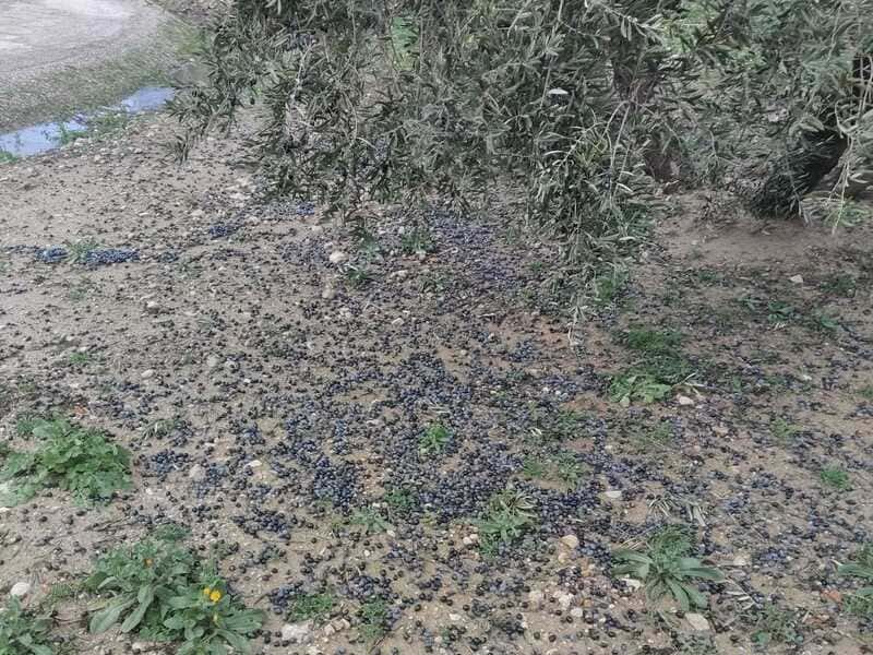 Apenas si se ha recogido un 60% del aceite previsto en el aforo para Jaén, con la mayoría de la aceituna en el suelo por el temporal
