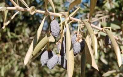 COAG Jaén alerta de que aún es pronto para predicciones de cosecha, con más de 300.000 toneladas de aceite en el aire