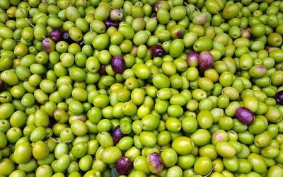 COAG Andalucía prevé una estabilidad con tendencia al alza de los precios del aceite de oliva