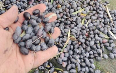 El sector del olivar andaluz cierra un año de comercialización récord bajo la sombra de la manipulación de precios y la presión de Túnez