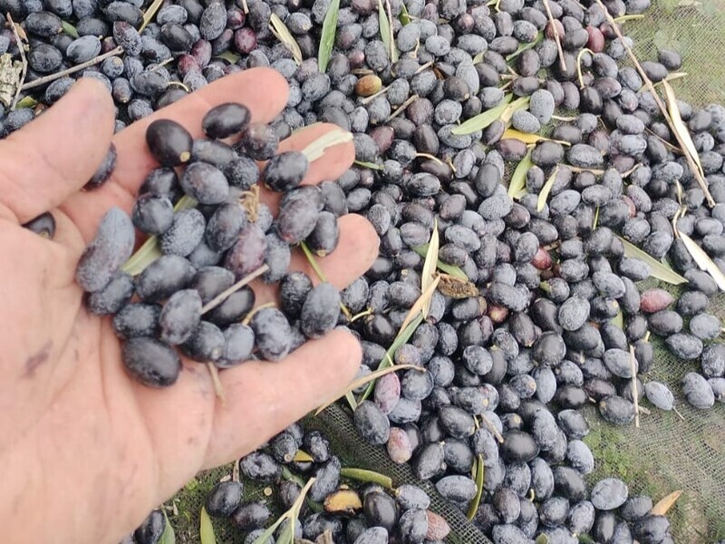 Jaén produce en lo que va de campaña un 45% menos de aceite que el año anterior