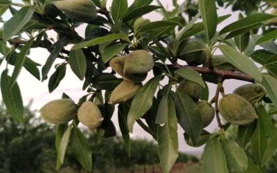 El acuerdo UE-EEUU va a golpear de lleno al sector agrario y a la soberanía alimentaria