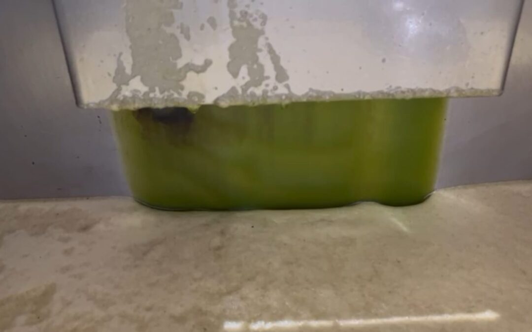 La campaña de recogida se adelanta mientras el mercado del aceite continúa muy activo