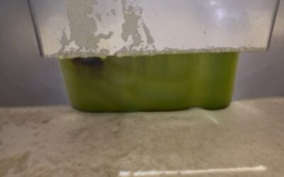 La campaña de recogida se adelanta mientras el mercado del aceite continúa muy activo