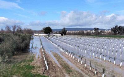 COAG pide al Gobierno la exención del canon del agua en la cuenca del Guadalquivir a los afectados por el temporal