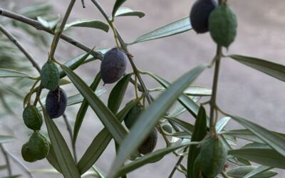 Hay olivares de secano agonizando, y de riego con menos kilos de aceituna los esperados