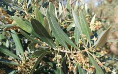 COAG Jaén alerta de que la vecería y las altas temperaturas del mes de mayo reducirán la próxima cosecha de aceite