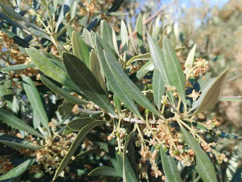vecería altas temperaturas cosecha aceite