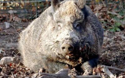 Las granjas más seguras de Europa, rehenes de una fauna salvaje descontrolada