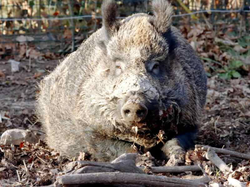 granjas más seguras de Europa