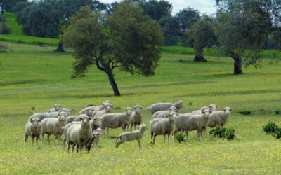 COAG Andalucía pide un plan de ayudas por la lengua azul