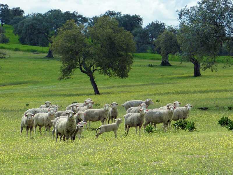 COAG Andalucía pide un plan de ayudas por la lengua azul