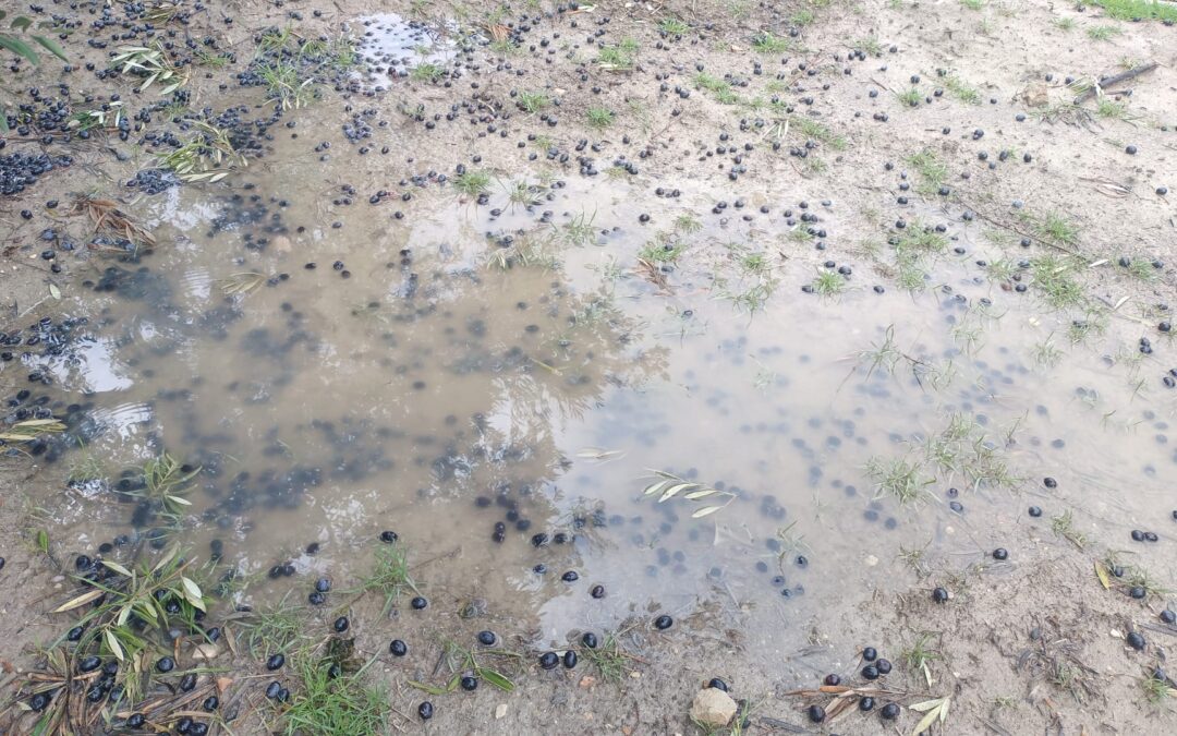 Jaén temporal aceite
