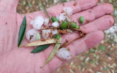 Una tormenta de granizo causa daños en zonas de olivar de Alcaudete y Villanueva del Arzobispo